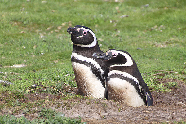 Magellanic Penguin Pair in Their Nesting Burrow Picture Board by Carole-Anne Fooks