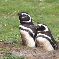 Buy canvas prints of Magellanic Penguin Pair in Their Nesting Burrow by Carole-Anne Fooks