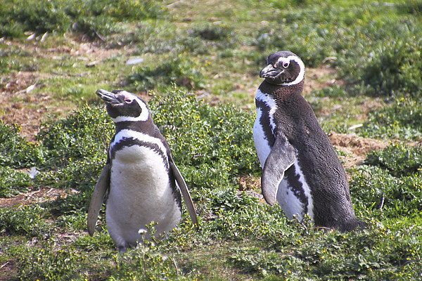 Magellanic Penguin Near Their Nesting Burrow Picture Board by Carole-Anne Fooks