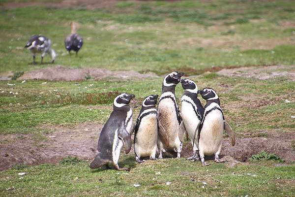 Magellanic Penguins Near Their Nesting Burrows Picture Board by Carole-Anne Fooks