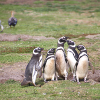 Buy canvas prints of Magellanic Penguins Near Their Nesting Burrows by Carole-Anne Fooks