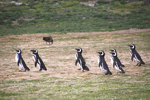 Magellanic Penguins Leaving Their Nesting Burrows  Picture Board by Carole-Anne Fooks