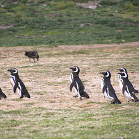 Buy canvas prints of Magellanic Penguins Leaving Their Nesting Burrows  by Carole-Anne Fooks