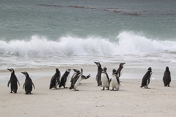 Magellanic Penguins Returning from Fishing Picture Board by Carole-Anne Fooks