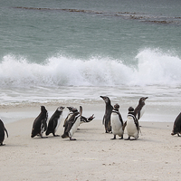 Buy canvas prints of Magellanic Penguins Returning from Fishing by Carole-Anne Fooks