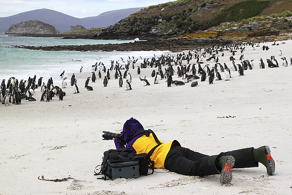 Photographer With Magellanic Penguins Picture Board by Carole-Anne Fooks