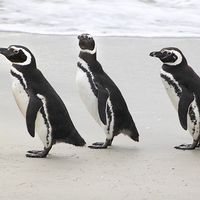 Buy canvas prints of Magellanic Penguins on the Beach by Carole-Anne Fooks