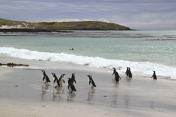 Magellanic Penguins on the Beach Picture Board by Carole-Anne Fooks