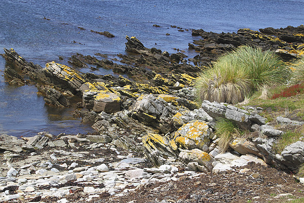 Carcass Island Coastline in The Falklands Picture Board by Carole-Anne Fooks