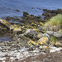 Buy canvas prints of Carcass Island Coastline in The Falklands by Carole-Anne Fooks