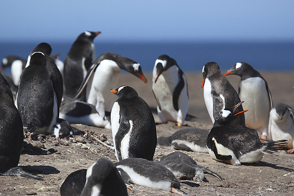 Gentoo Penguins in the Rookery Picture Board by Carole-Anne Fooks