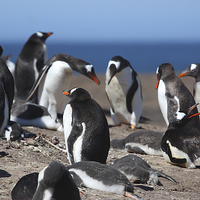 Buy canvas prints of Gentoo Penguins in the Rookery by Carole-Anne Fooks