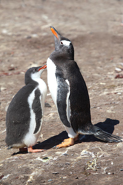 Gentoo Penguin Chick Begging for Food Picture Board by Carole-Anne Fooks