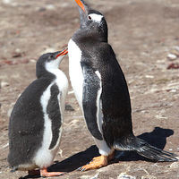 Buy canvas prints of Gentoo Penguin Chick Begging for Food by Carole-Anne Fooks