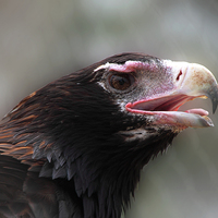Buy canvas prints of Wedge-Tailed Eagle Portrait by Carole-Anne Fooks