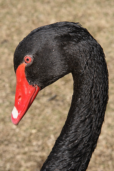 Portrait of a Black Swan Picture Board by Carole-Anne Fooks