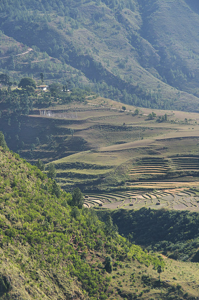 Terraces in the High Valleys, Bhutan Picture Board by Carole-Anne Fooks