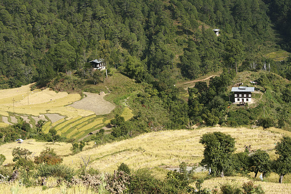 Terraces in the High Valleys, Bhutan Picture Board by Carole-Anne Fooks