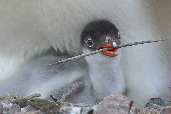 Gentoo Chick Picture Board by Carole-Anne Fooks