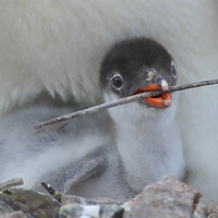 Buy canvas prints of Gentoo Chick by Carole-Anne Fooks