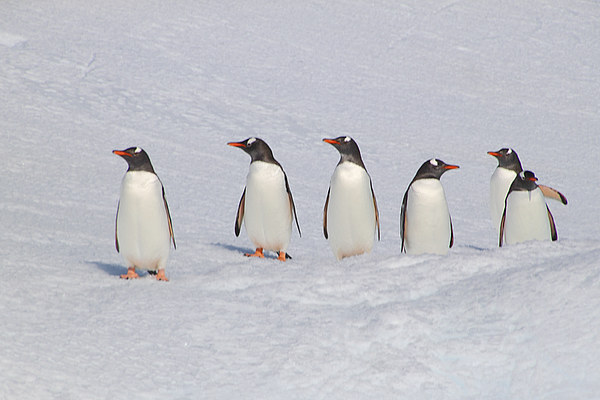 Gentoo Penguins in Conference Picture Board by Carole-Anne Fooks