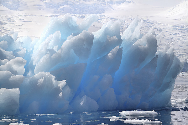 Iceberg Cierva Cove Antarctica Picture Board by Carole-Anne Fooks