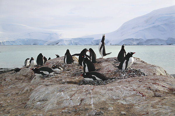 Gentoo Penguin Rookery Antarctica Picture Board by Carole-Anne Fooks