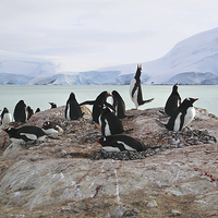 Buy canvas prints of Gentoo Penguin Rookery Antarctica by Carole-Anne Fooks