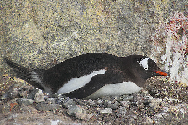 Gentoo Penguin on its Pebble Nest Picture Board by Carole-Anne Fooks