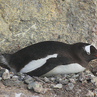 Buy canvas prints of Gentoo Penguin on its Pebble Nest by Carole-Anne Fooks
