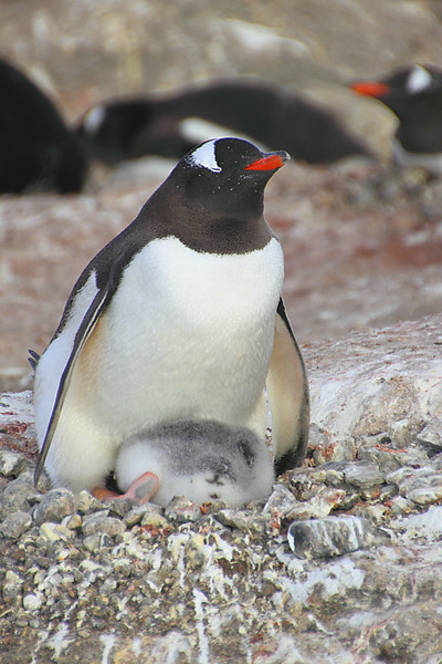 Gentoo Penguin With Chick Picture Board by Carole-Anne Fooks