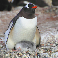 Buy canvas prints of Gentoo Penguin With Chick by Carole-Anne Fooks