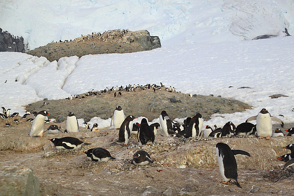 Gentoo Penguins On Trinity Island Picture Board by Carole-Anne Fooks