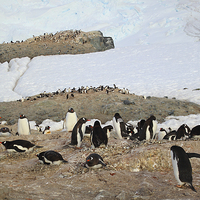 Buy canvas prints of Gentoo Penguins On Trinity Island by Carole-Anne Fooks