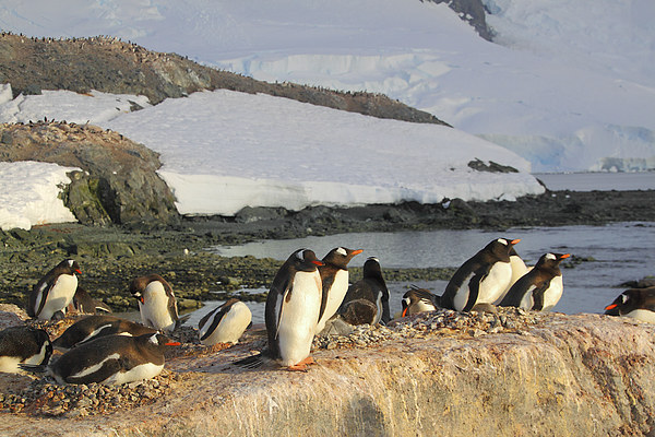 Gentoo Penguins In The Rookery Picture Board by Carole-Anne Fooks