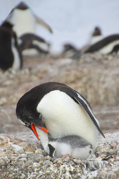 Gentoo Penguin Feeding Chick Picture Board by Carole-Anne Fooks