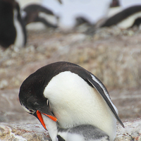 Buy canvas prints of Gentoo Penguin Feeding Chick by Carole-Anne Fooks