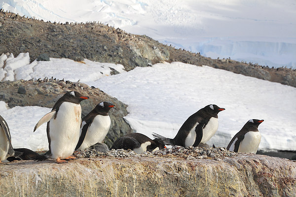 Gentoo Penguins In The Rookery Picture Board by Carole-Anne Fooks