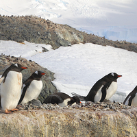 Buy canvas prints of Gentoo Penguins In The Rookery by Carole-Anne Fooks