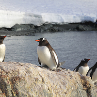Buy canvas prints of Gentoo Penguins In The Rookery by Carole-Anne Fooks