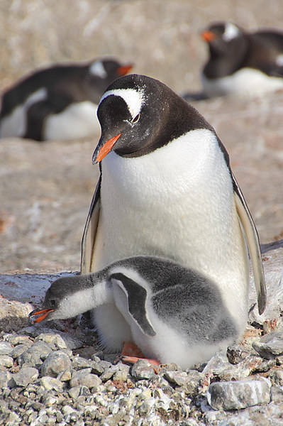 Gentoo Penguin With Chick Picture Board by Carole-Anne Fooks