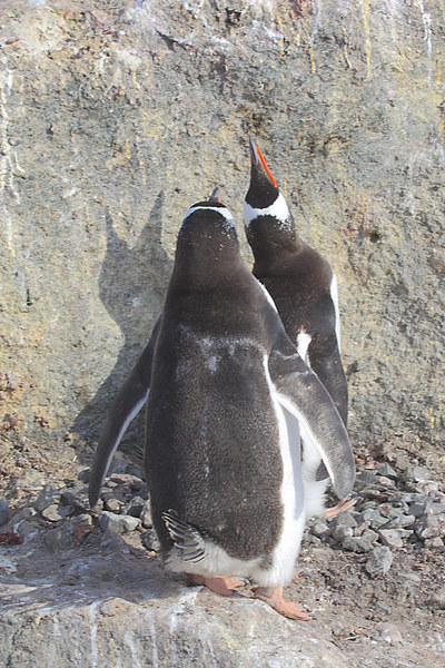 Gentoo Penguins Pair Bonding Picture Board by Carole-Anne Fooks
