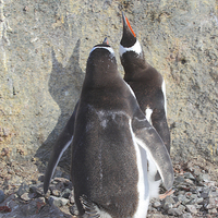 Buy canvas prints of Gentoo Penguins Pair Bonding by Carole-Anne Fooks