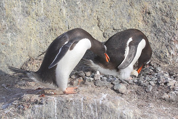Gentoo Penguins Pair Bonding Picture Board by Carole-Anne Fooks