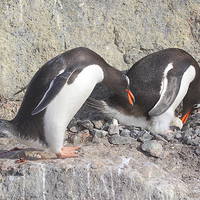 Buy canvas prints of Gentoo Penguins Pair Bonding by Carole-Anne Fooks