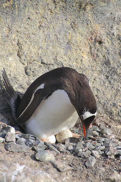 Gentoo Penguin With Eggs Picture Board by Carole-Anne Fooks