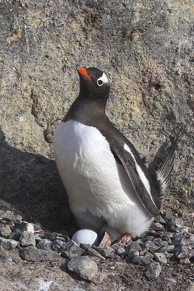 Gentoo Penguin on Nest with Eggs Picture Board by Carole-Anne Fooks