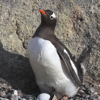Buy canvas prints of Gentoo Penguin on Nest with Eggs by Carole-Anne Fooks