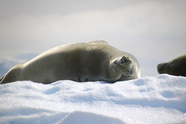 Crabeater Seal Enjoying the Sun Picture Board by Carole-Anne Fooks