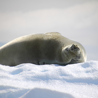 Buy canvas prints of Crabeater Seal Enjoying the Sun by Carole-Anne Fooks